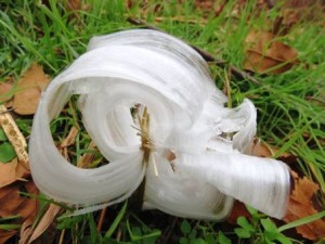 Flor-de-escarcha