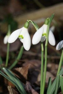 Galanthus nivalis1