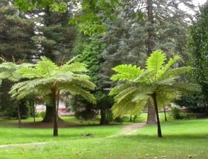 Helechos (Cyathea cooperi) - Helechos adultos