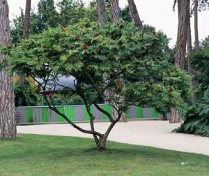 Rhus typhina
