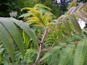 Rhus_typhina