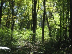 apple-river-canyon-state