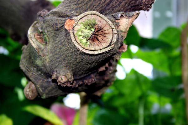 Cómo podar las ramas de un árbol