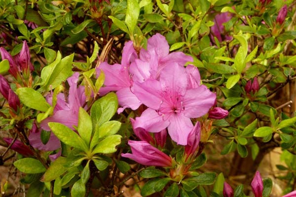 Consejos para cuidar de nuestras plantas en el jardín