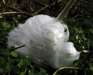 frost-flower-3