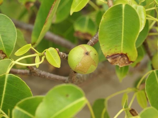 Las plantas más peligrosas del mundo