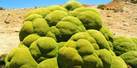 LLareta: rocas verdes