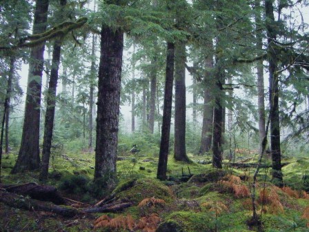 El bosque que respira