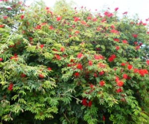 Caliandra