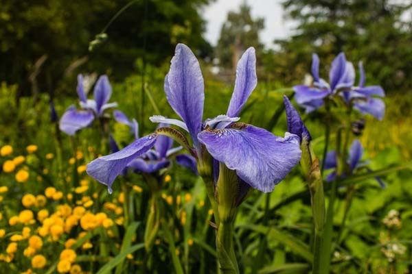 Proteger a las plantas en invierno