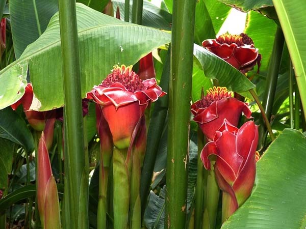 Proteger las plantas en invierno
