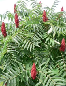 rhus2