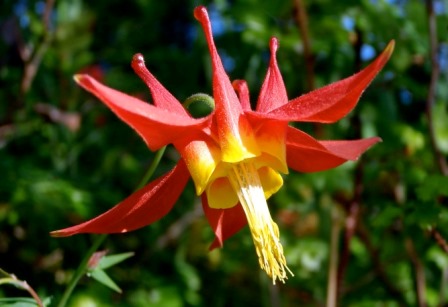 La Aquilegia Formosa