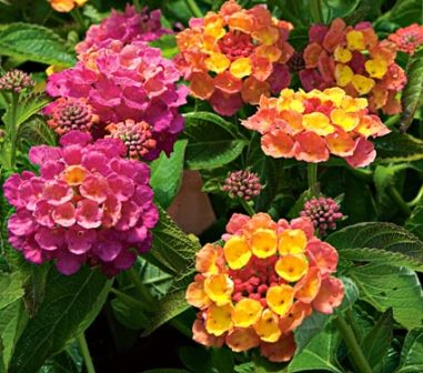 Lantana Cámara