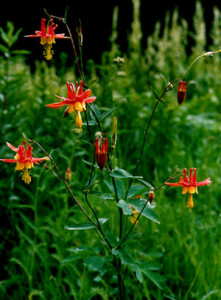 aquilegia_formosa