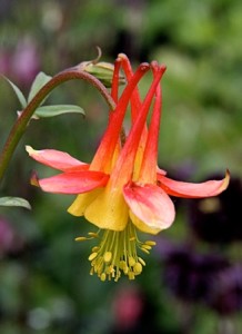 aquilegia_formosa_bloom