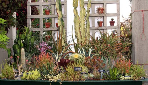 ¿Cómo elegir una planta correctamente?