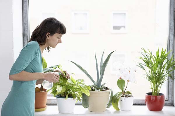 La importancia del cuidado de las plantas en invierno