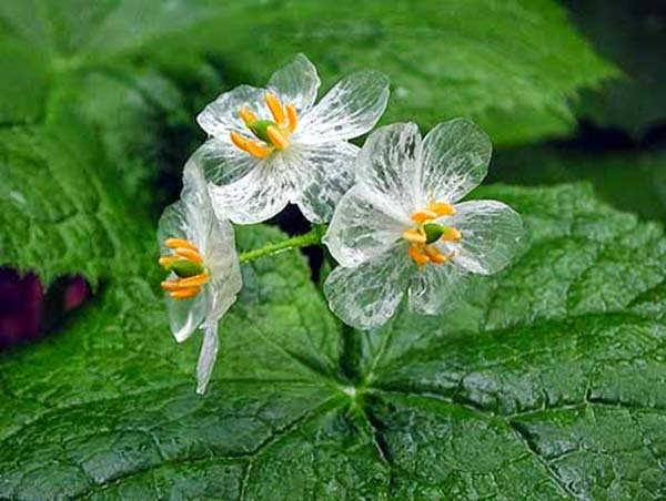 Curiosidades sobre plantas y flores