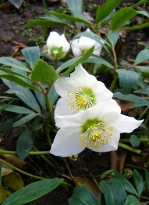 helleborus-niger-heleboro