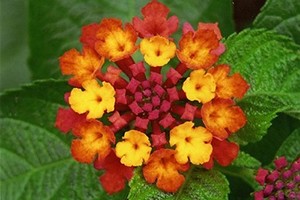 lantana-r