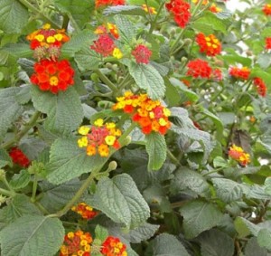 lantana13