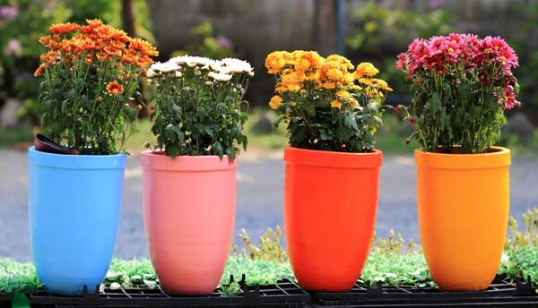 Consejos para macetas en la terraza