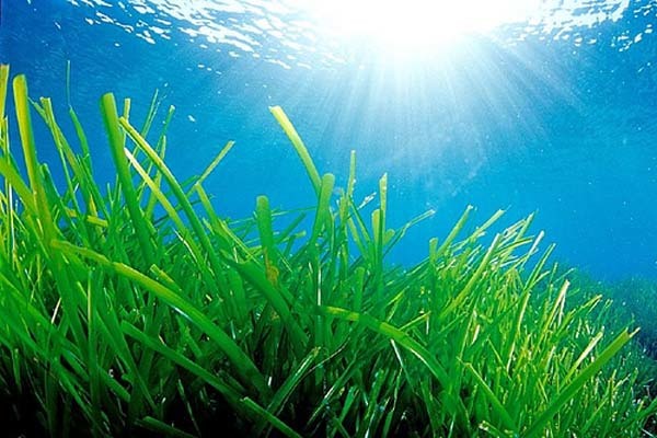 La planta más longeva del mundo