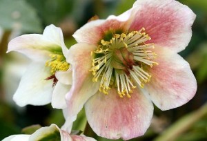 rosa-navidad-heleboro