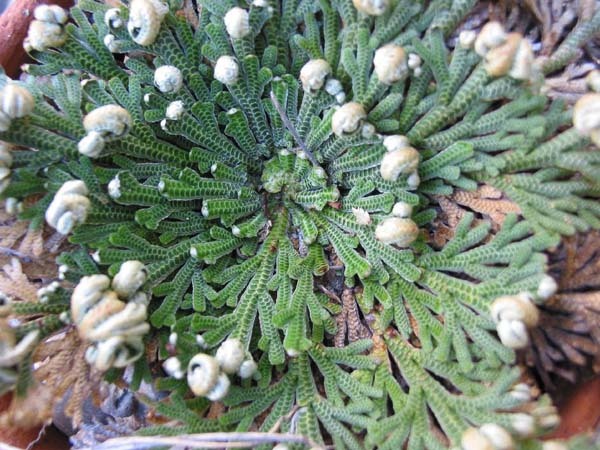 Las dos plantas más increíbles de la naturaleza