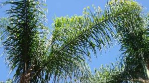 30-semillas-de-coco-plumoso-pindo-syagrus-romanzoffiana-20930-MLM20200041165_112014-F
