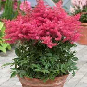 Astilbe Astilbe