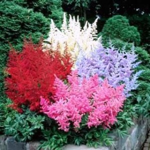 Astilbe Astilbe