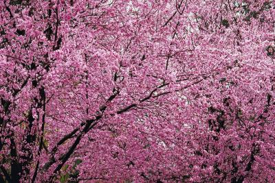 Prunus salicina: ciruelo japonés