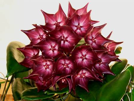 Hoya MacGillivray