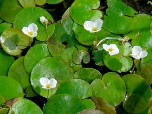 Hydrocharismorsus-ranae1