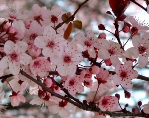 Plum-blossoms