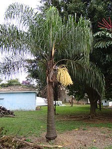 Syagrus_romanzoffiana_in_Park_Ceret_São_Paulo_002