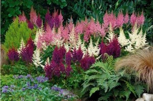 Astilbe Astilbe