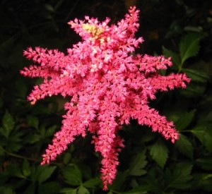Astilbe Astilbe