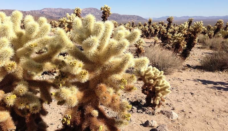Cómo retienen el agua los cactus