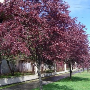 ciruelo-de-flor-arbol-580x580