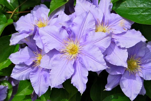 Clematis, una trepadora ideal para terraza o jardín