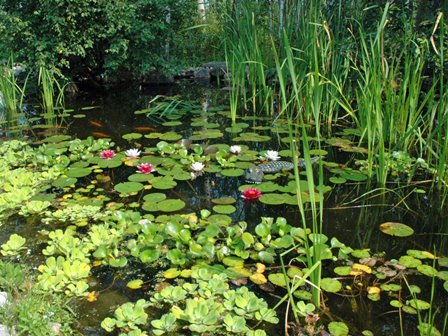 Tipos de plantas acuáticas