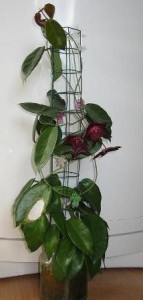 macmount tozer planta100413