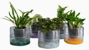 multiflorafernandopolis-hidroponia