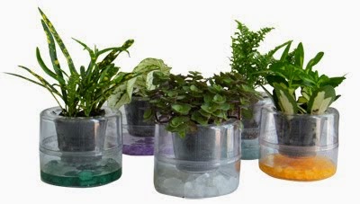 Hidrocultivo: ¿en qué consiste?