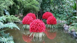 plantas acuáticas