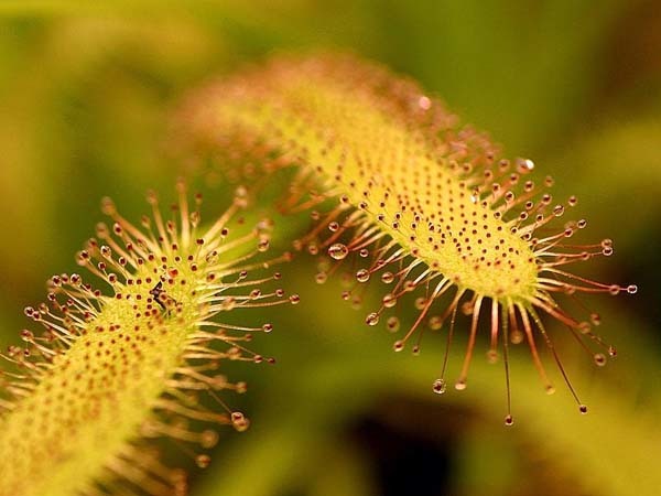 Curiosidades sobre las plantas carnívoras