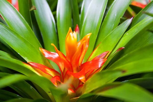 Plantas para regalar en fechas especiales